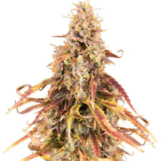 Сорт Apricot Auto fem (FastBuds) Сорт Apricot Auto fem (FastBuds)