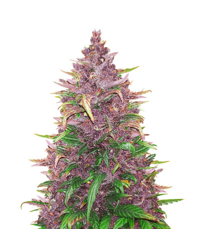 Сорт Beginner Auto Mix Pack fem (Herbies Seeds) Сорт Beginner Auto Mix Pack fem (Herbies Seeds) — изображение 4