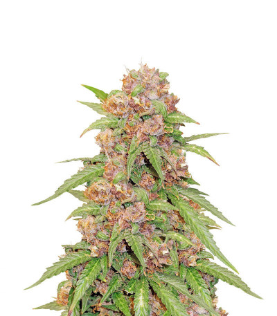 Сорт Beginner Auto Mix Pack fem (Herbies Seeds) Сорт Beginner Auto Mix Pack fem (Herbies Seeds) — изображение 5