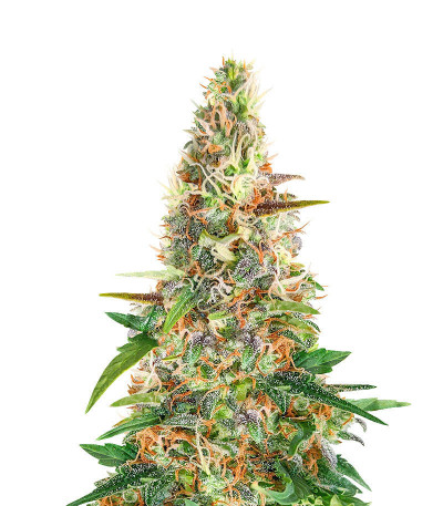 Сорт Beginner Auto Mix Pack fem (Herbies Seeds) Сорт Beginner Auto Mix Pack fem (Herbies Seeds) — изображение 6