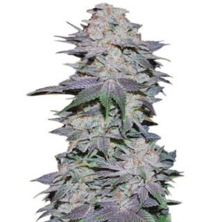 Сорт Blackberry auto fem (FastBuds) Сорт Blackberry auto fem (FastBuds)