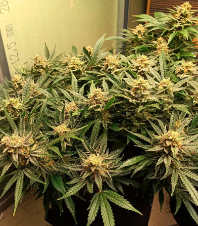 Сорт Bruce Banner Auto fem (FastBuds) Сорт Bruce Banner Auto fem (FastBuds) — изображение 3