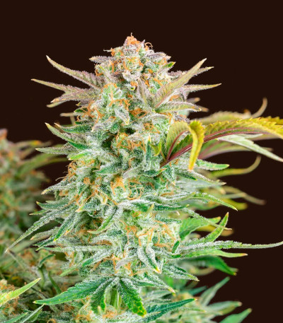 Сорт Bruce Banner Auto fem (FastBuds) Сорт Bruce Banner Auto fem (FastBuds) — изображение 4