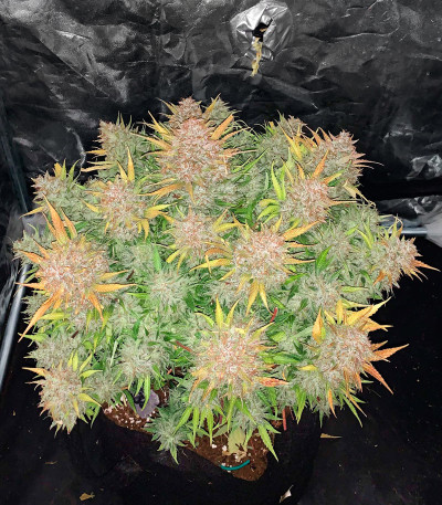Сорт Bruce Banner Auto fem (FastBuds) Сорт Bruce Banner Auto fem (FastBuds) — изображение 5