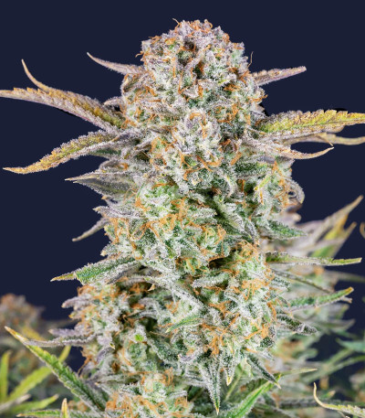 Сорт Bruce Banner Auto fem (FastBuds) Сорт Bruce Banner Auto fem (FastBuds) — изображение 6