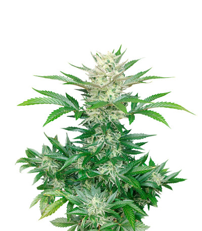 Сорт Bruce Banner Auto fem (FastBuds) Сорт Bruce Banner Auto fem (FastBuds)