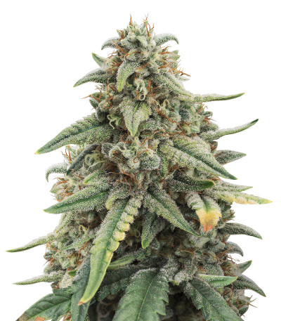 Сорт Sativa Mix fem (Herbies Seeds) Сорт Sativa Mix fem (Herbies Seeds) — изображение 3