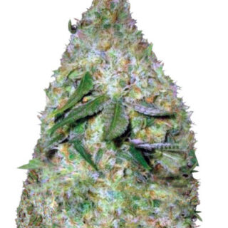 Сорт Chronic Monster XXL fem (Victory Seeds)
