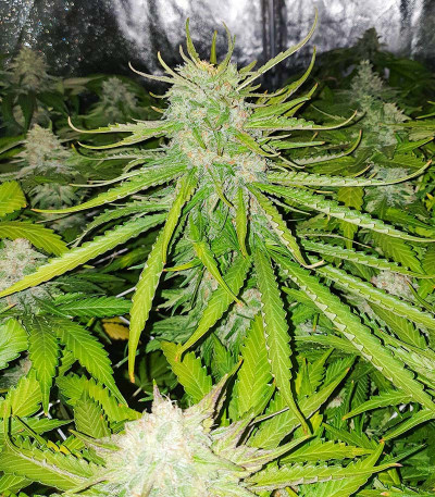 Сорт Cookies Gelato fem (RQS) Сорт Cookies Gelato fem (RQS) — изображение 4