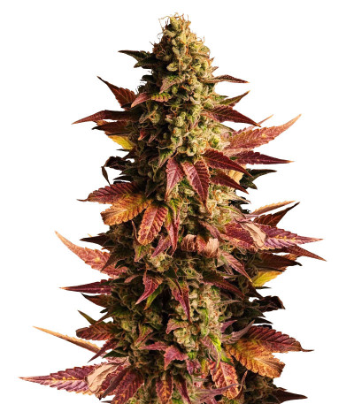 Сорт Gelato #45 fem (Barney's Farm) Сорт Gelato #45 fem (Barney's Farm)
