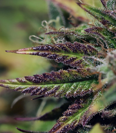 Сорт HulkBerry fem (RQS) Сорт HulkBerry fem (RQS) — изображение 3