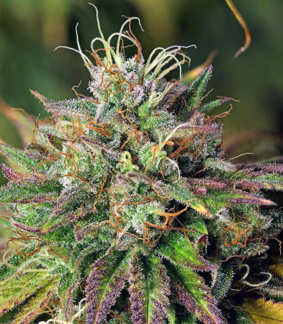Сорт HulkBerry fem (RQS) Сорт HulkBerry fem (RQS) — изображение 4