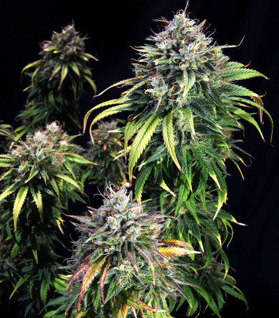 Сорт HulkBerry fem (RQS) Сорт HulkBerry fem (RQS) — изображение 5