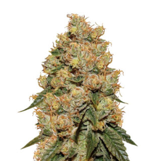 Сорт HulkBerry fem (RQS) Сорт HulkBerry fem (RQS)