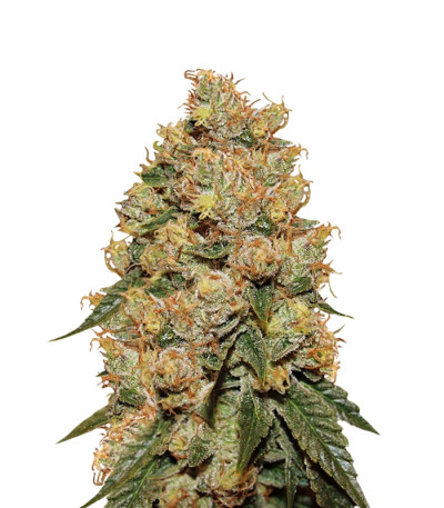 Сорт HulkBerry fem (RQS) Сорт HulkBerry fem (RQS)
