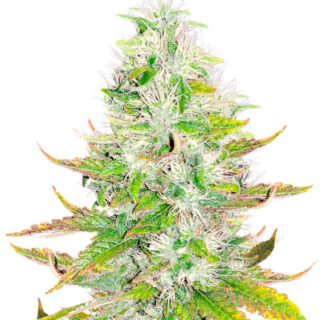 Сорт Ice Cream Cake fem (Barney's Farm)