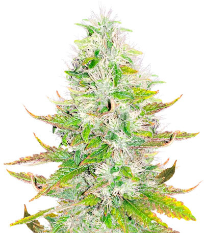 Сорт Ice Cream Cake fem (Barney's Farm) Сорт Ice Cream Cake fem (Barney's Farm)