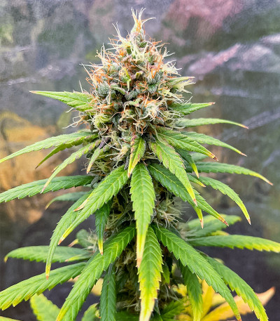 Сорт Lemon Drizzle fem (Barney's Farm) Сорт Lemon Drizzle fem (Barney's Farm) — изображение 4