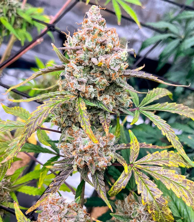 Сорт Lemon Drizzle fem (Barney's Farm) Сорт Lemon Drizzle fem (Barney's Farm) — изображение 7