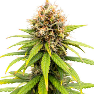 Сорт Lemon Drizzle fem (Barney's Farm) Сорт Lemon Drizzle fem (Barney's Farm)
