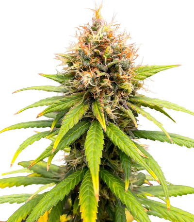 Сорт Lemon Drizzle fem (Barney's Farm) Сорт Lemon Drizzle fem (Barney's Farm)