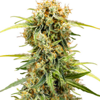 Сорт Medusa F1 Auto fem (RQS) Сорт Medusa F1 Auto fem (RQS)