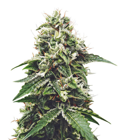 Сорт Sativa Mix fem (Herbies Seeds) Сорт Sativa Mix fem (Herbies Seeds) — изображение 4