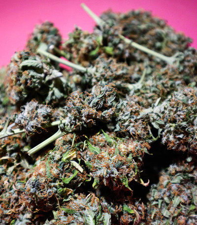 Сорт Original Auto OG Kush fem (FastBuds) Сорт Original Auto OG Kush fem (FastBuds) — изображение 5