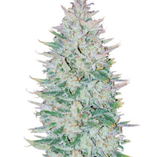 Сорт Original Auto OG Kush fem (FastBuds) Сорт Original Auto OG Kush fem (FastBuds)