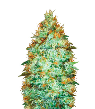 Сорт Original Limonade Skunk fem (Victory Seeds) Сорт Original Limonade Skunk fem (Victory Seeds)