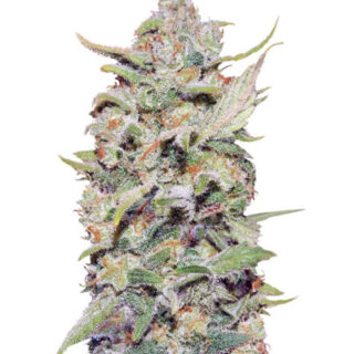 Сорт Peyote Critical fem (Barney's Farm) Сорт Peyote Critical fem (Barney's Farm)