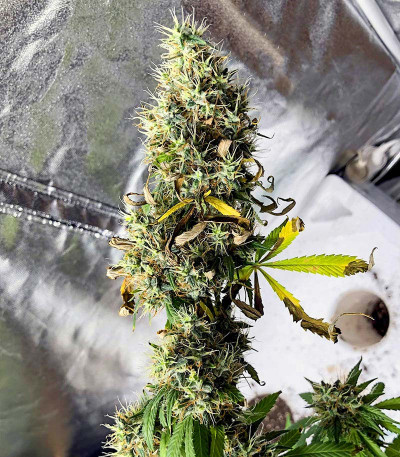 Сорт Royal Runtz fem (RQS) Сорт Royal Runtz fem (RQS) — изображение 6
