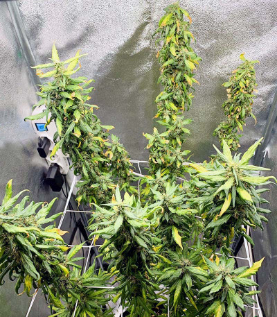 Сорт Royal Runtz fem (RQS) Сорт Royal Runtz fem (RQS) — изображение 7