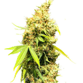 Сорт Royal Runtz fem (RQS)