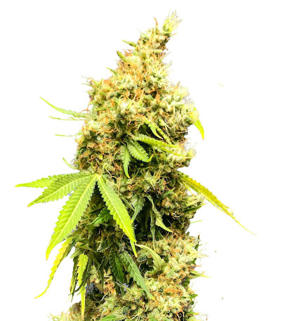 Сорт Royal Runtz fem (RQS) Сорт Royal Runtz fem (RQS)