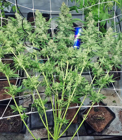 Сорт Royal Gorilla fem (RQS) Сорт Royal Gorilla fem (RQS) — изображение 4