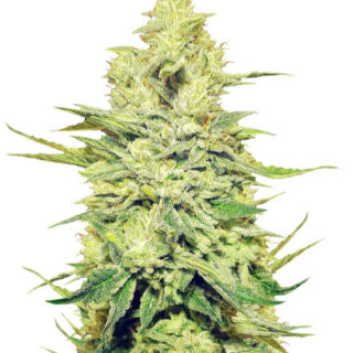 Сорт Royal Gorilla fem (RQS) Сорт Royal Gorilla fem (RQS)