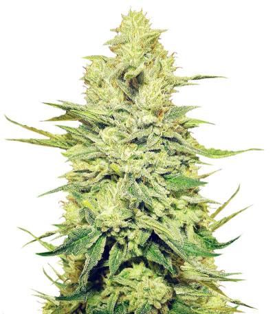 Сорт Royal Gorilla fem (RQS) Сорт Royal Gorilla fem (RQS)
