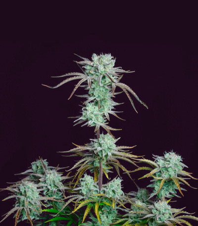 Сорт Strawberry Banana Auto fem (FastBuds) Сорт Strawberry Banana Auto fem (FastBuds) — изображение 3