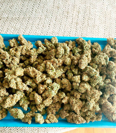 Сорт Strawberry Banana Auto fem (FastBuds) Сорт Strawberry Banana Auto fem (FastBuds) — изображение 5