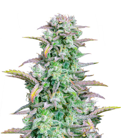 Сорт Strawberry Banana Auto fem (FastBuds) Сорт Strawberry Banana Auto fem (FastBuds)