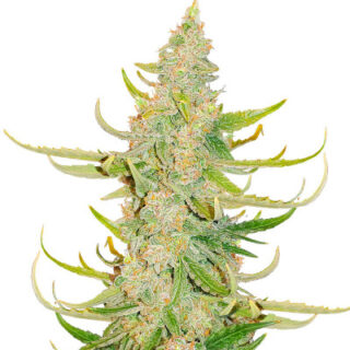 Сорт Titan F1 Auto fem (RQS) Сорт Titan F1 Auto fem (RQS)