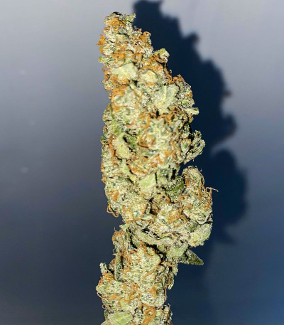 Сорт Cherry Cola Auto fem (FastBuds) Сорт Cherry Cola Auto fem (FastBuds) — изображение 5