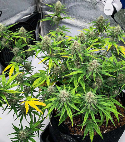 Сорт Cherry Cola Auto fem (FastBuds) Сорт Cherry Cola Auto fem (FastBuds) — изображение 6