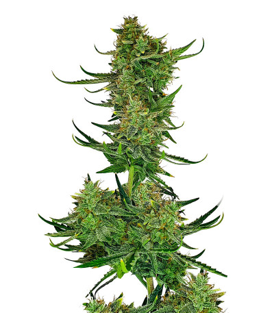 Сорт Cherry Cola Auto fem (FastBuds) Сорт Cherry Cola Auto fem (FastBuds)