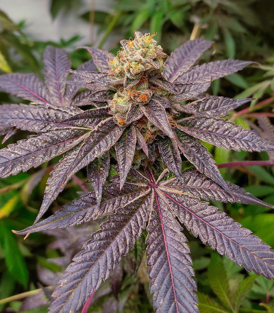 Сорт High Society fem (Compound Genetics) Сорт High Society fem (Compound Genetics) — изображение 3