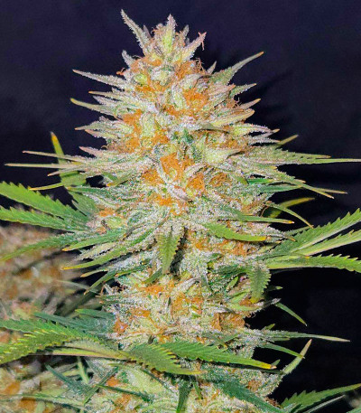 Сорт Z-Up Auto fem (FastBuds) Сорт Z-Up Auto fem (FastBuds) — изображение 3