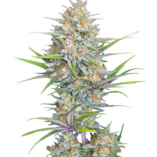 Сорт Z-Up Auto fem (FastBuds)