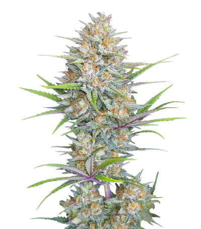 Сорт Z-Up Auto fem (FastBuds) Сорт Z-Up Auto fem (FastBuds)