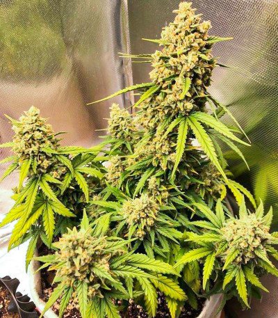 Сорт Amnesia Zkittlez Auto fem (FastBuds) Сорт Amnesia Zkittlez Auto fem (FastBuds) — изображение 3
